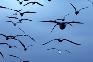 Studiu revelator: inversiunea de gen la păsări este mai răspândită decât se credea / Majoritatea păsărilor cu astfel de mutație aveau caractere feminine, dar organe reproductive masculine