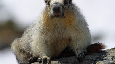 Mongolia a emis o alertă de ciumă bubonică după ce poliția a confiscat 22 de marmote decedate; boala bacteriană se transmite prin purici care infestează rozătoare sălbaticeea noastră”