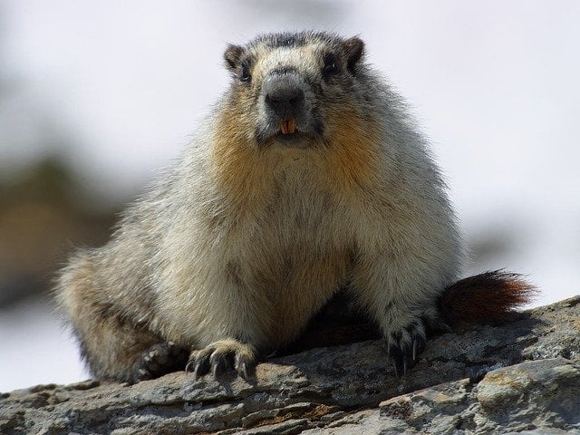 Mongolia a emis o alertă de ciumă bubonică după ce poliția a confiscat 22 de marmote decedate; boala bacteriană se transmite prin purici care infestează rozătoare sălbaticeea noastră”