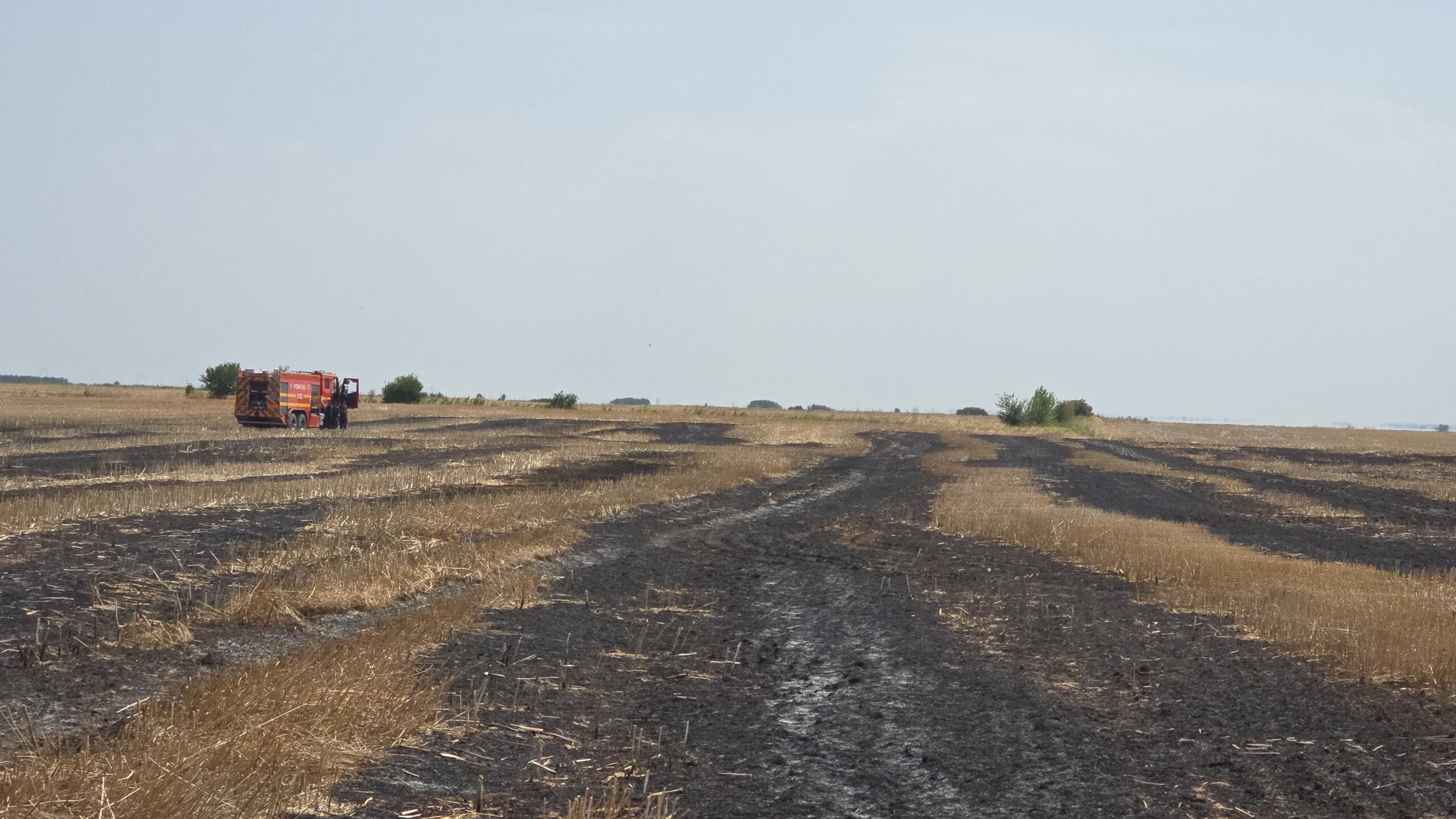 Ilfov | Foc devastator de vegetație în zona învecinată comunei Berceni, cu afectarea a circa 40 de hectare de teren.