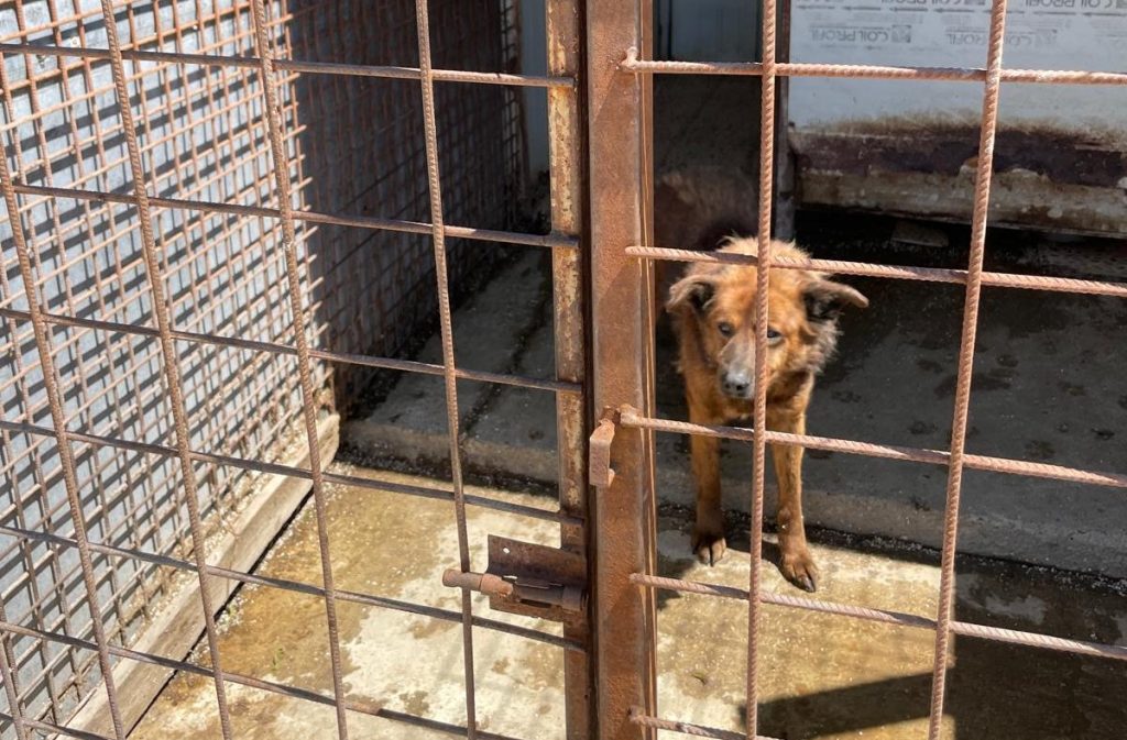 Primăria Sectorului 1, restricționată de către Direcția Sanitar-Veterinară de a mai capta câini fără stăpân, penalizată pentru condițiile din adăpostul de la Odăi