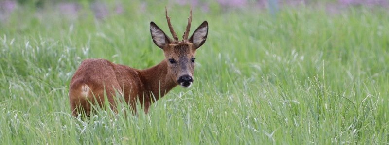 caprior.jpeg - JurnalUrban