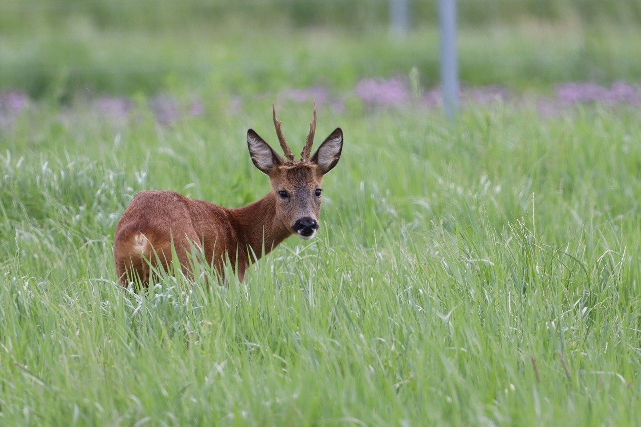 Un bărbat arestat de autoritățile din Bistrița după ce a împuşcat ilegal un căprior în pădure, unde era surprins în timp ce tranșa animalulea noastră”