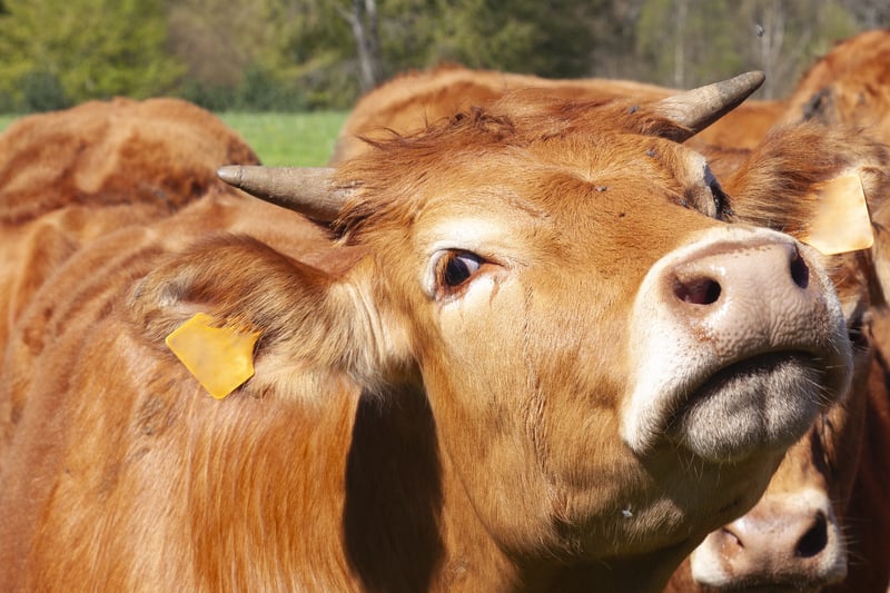 Primul caz de vierme-șurub, un parazit ce consuma țesuturi vii, identificat la o persoană în Statele Unite; epidemia de paraziți ar putea avea impact economic semnificativ pentru Texas, cel mai mare producător de bovine din țarăea noastră”