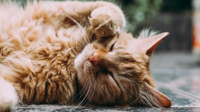ASPA oferă sterilizare gratuită pentru 10.000 de feline. Proiectul va fi supus votului în Consiliul General al Municipiului București