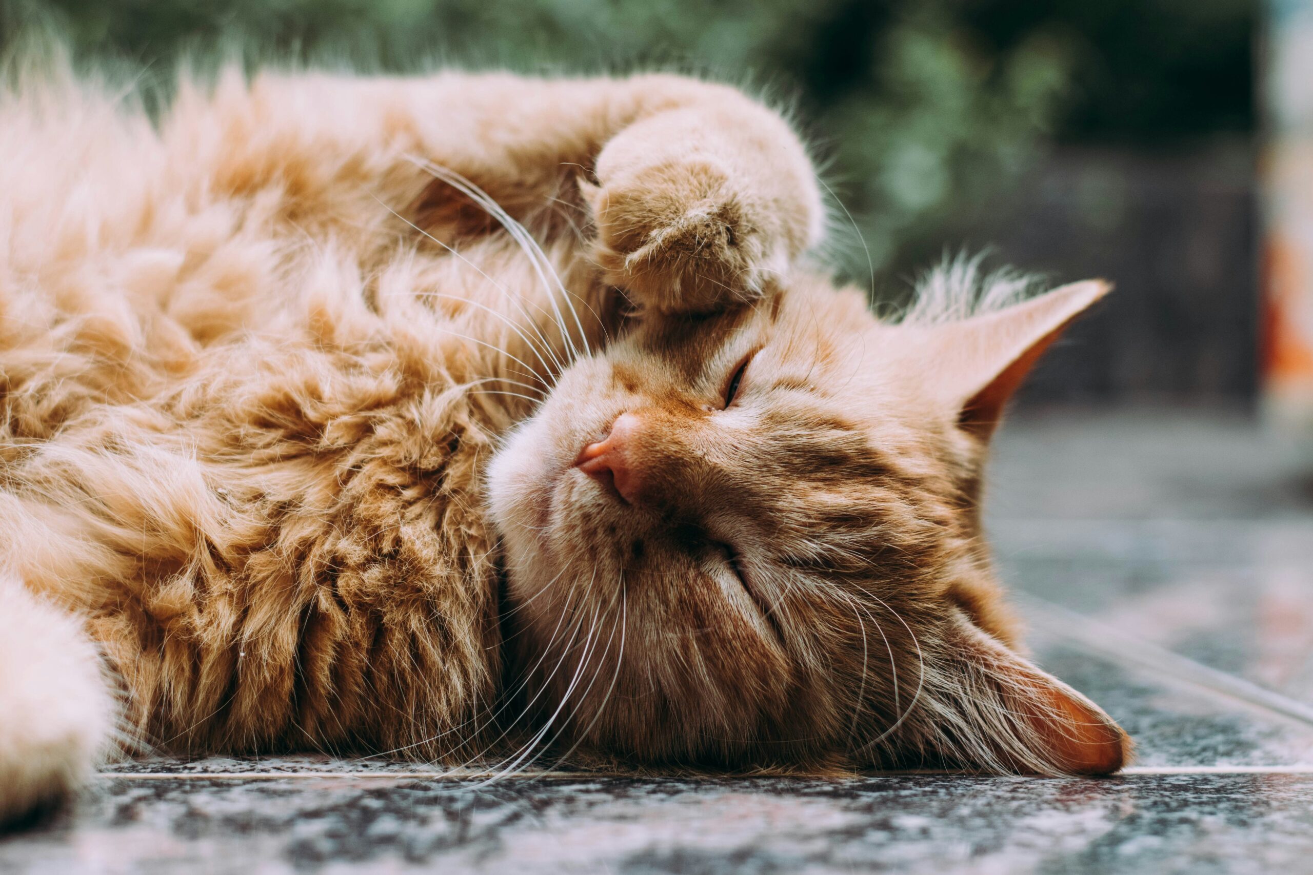 ASPA oferă sterilizare gratuită pentru 10.000 de feline. Proiectul va fi supus votului în Consiliul General al Municipiului București