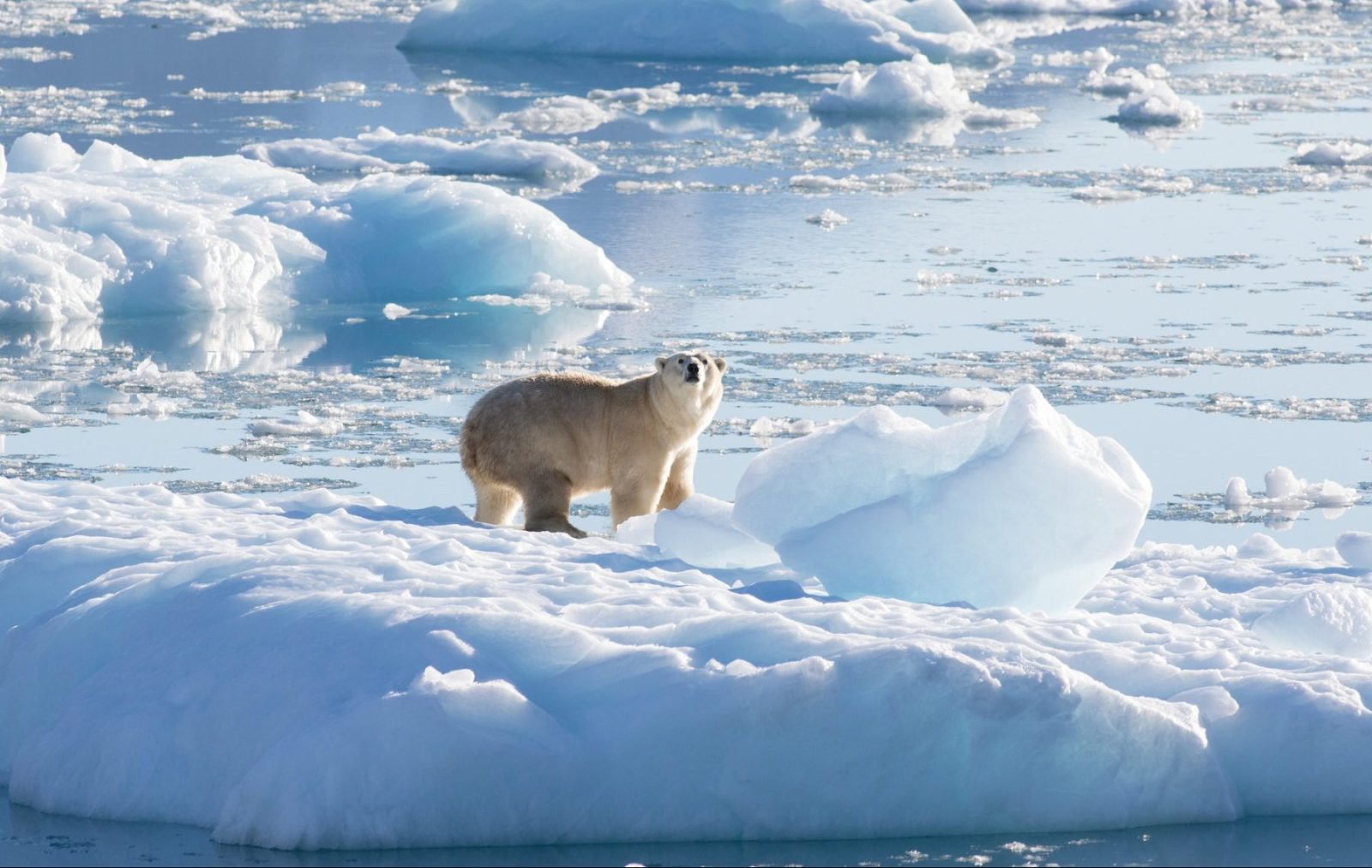 Resturile unui cercetător britanic, găsite în Antarctica după 66 de ani