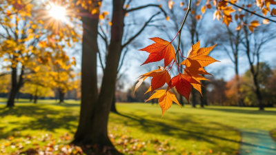 Iată o reformulare a titlului: “Previziuni meteo pentru perioada următoare. Cum vor arăta sfârșitul verii și debutul toamnei”

Sau, altă variantă:
“Prognoza vremii pe termen scurt. Cum se vor desfășura ultimele zile ale sezonului cald și primele zile ale toamnei”

 Sau, o altă opțiune:
“Vremea pentru următoarele două săptămâni. Ce ne rezervă finalul verii și începutul toamnei”

Toate variantele oferă același sens și informație ca originalul, dar cu cuvinte și structuri diferite.