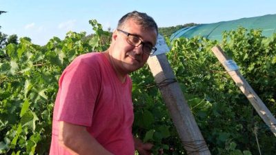 Când este cel mai bun moment pentru recoltarea strugurilor, conform cercetătorului Sergiu Gorjan de la Stațiunea de Cercetare Viti-vinicolă Drăgășani: „Recoltarea prematură duce la un vin de calitate inferioară”ea noastră”