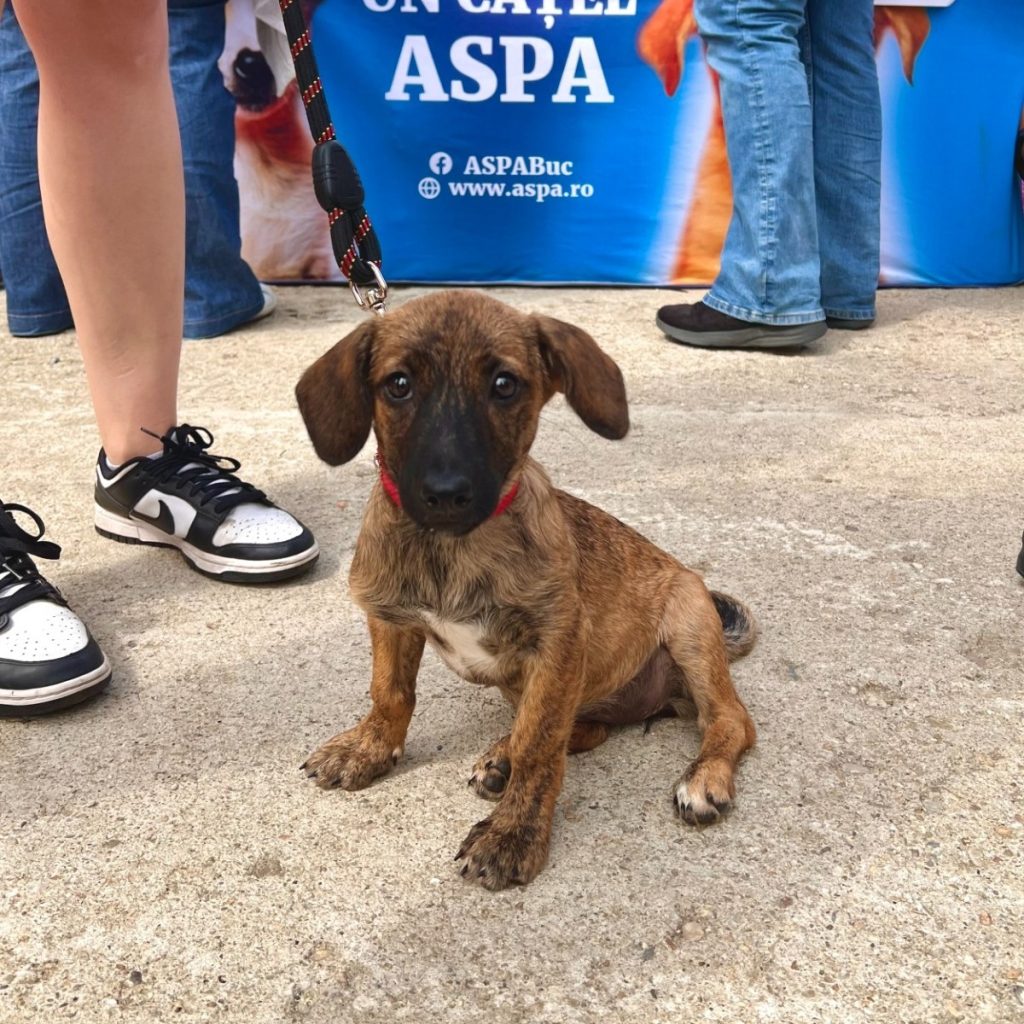 [ad_1] Un eveniment special de adopții animalerește sâmbătă, 4 octombrie, de Ziua Internațională a Animalelor