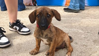 ASPA: Eveniment de adopție canină pe 4 octombrie, de Ziua Internațională a Animalelor