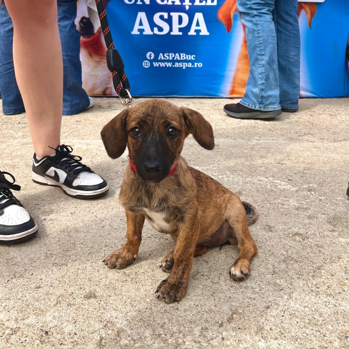 ASPA: Eveniment de adopție canină pe 4 octombrie, de Ziua Internațională a Animalelor