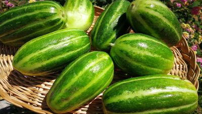 Castravetele carosello, leguma hibridă naturală din sudul Italiei, obținut prin încrucișarea pepenelui galben cu castravetele, a devenit recent populară printre iubitorii de grădinărit datorită calităților sale.ea noastră”