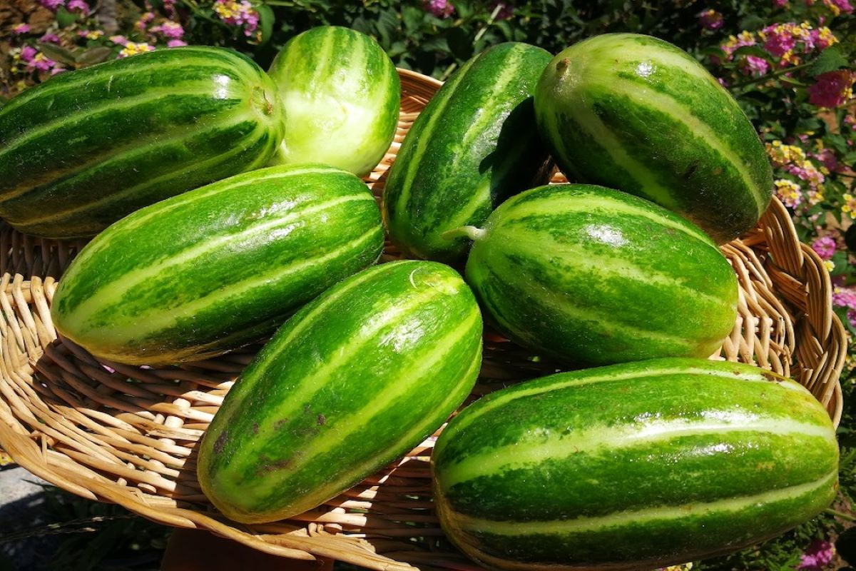 Castravetele carosello, leguma hibridă naturală din sudul Italiei, obținut prin încrucișarea pepenelui galben cu castravetele, a devenit recent populară printre iubitorii de grădinărit datorită calităților sale.ea noastră”