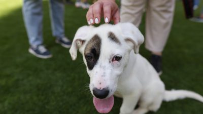 ASPA | Eveniment de adopție canină în Park Lake, pe 6 septembrie
