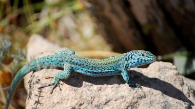 Speciile de șopârle din Ibiza se află pe cale de dispariție din cauza prezenței șerpilor invazivi și a deșeurilor menajereea noastră”