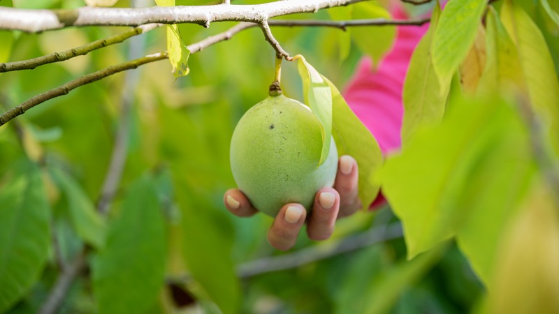 Descoperă locația din București unde se vinde „banana nordului” ecologică, cu prețuri între 40 și 60 de lei pe kilogram și afla ce gust areea noastră”