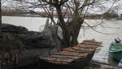 Declin îngrijorător al capturilor de scrumbii de Dunăre în 2025 / Specială specie, amenințată de proliferarea crabilor albaștriea noastră”