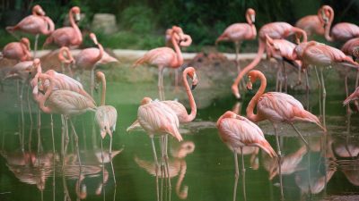 Cercetare: Flamingo-ii roz migratori îmbătrânesc mai încet comparativ cu cei sedentariea noastră”