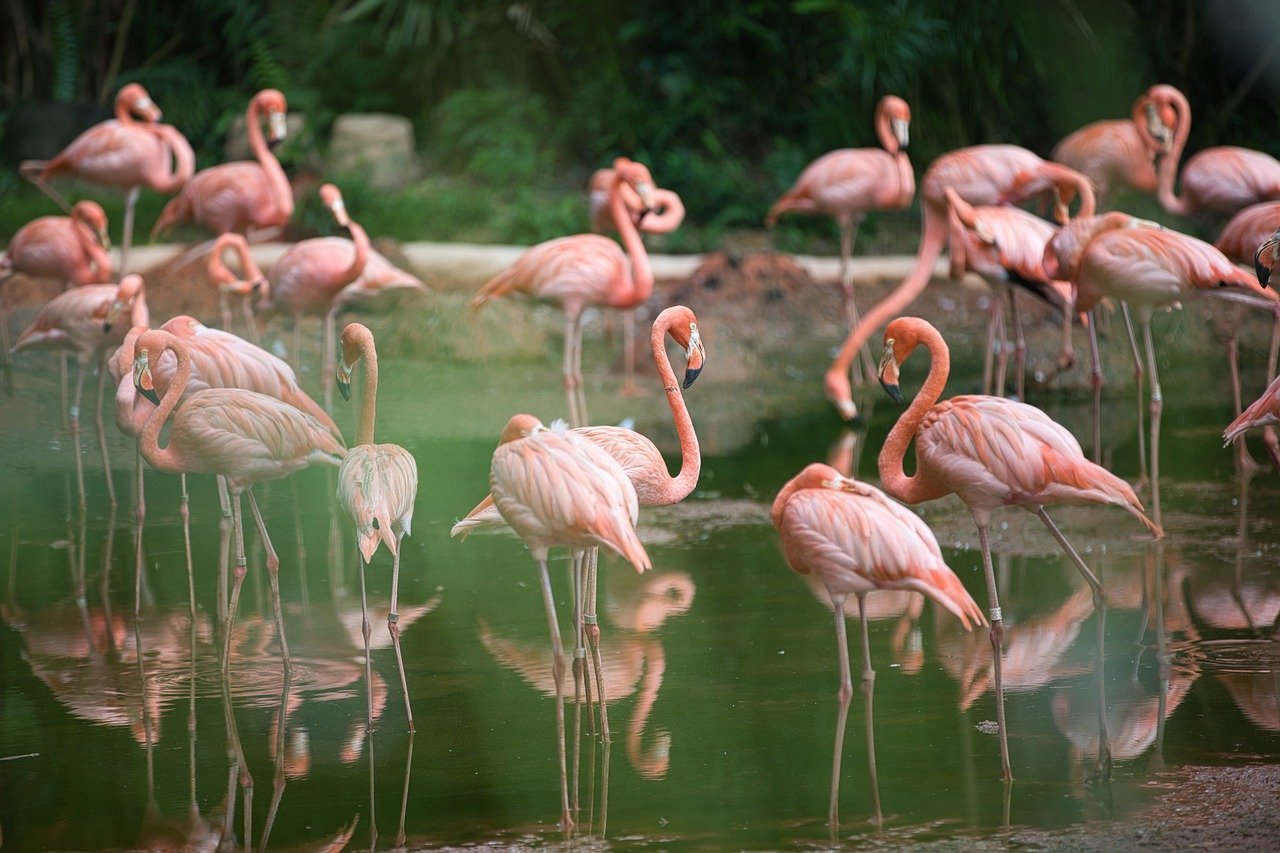 Cercetare: Flamingo-ii roz migratori îmbătrânesc mai încet comparativ cu cei sedentariea noastră”