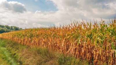 Un teren agricol din Călărași a fost furtunos recoltat de hoți înainte de recoltare, fiind recuperată doar o zecime din prejudiciu; anchetatorii au arestat zece suspecți, inclusiv minoriea noastră”