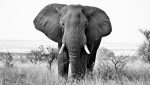 Destinul tragic și izolat al singurului elefant african din Delhiea noastră”
