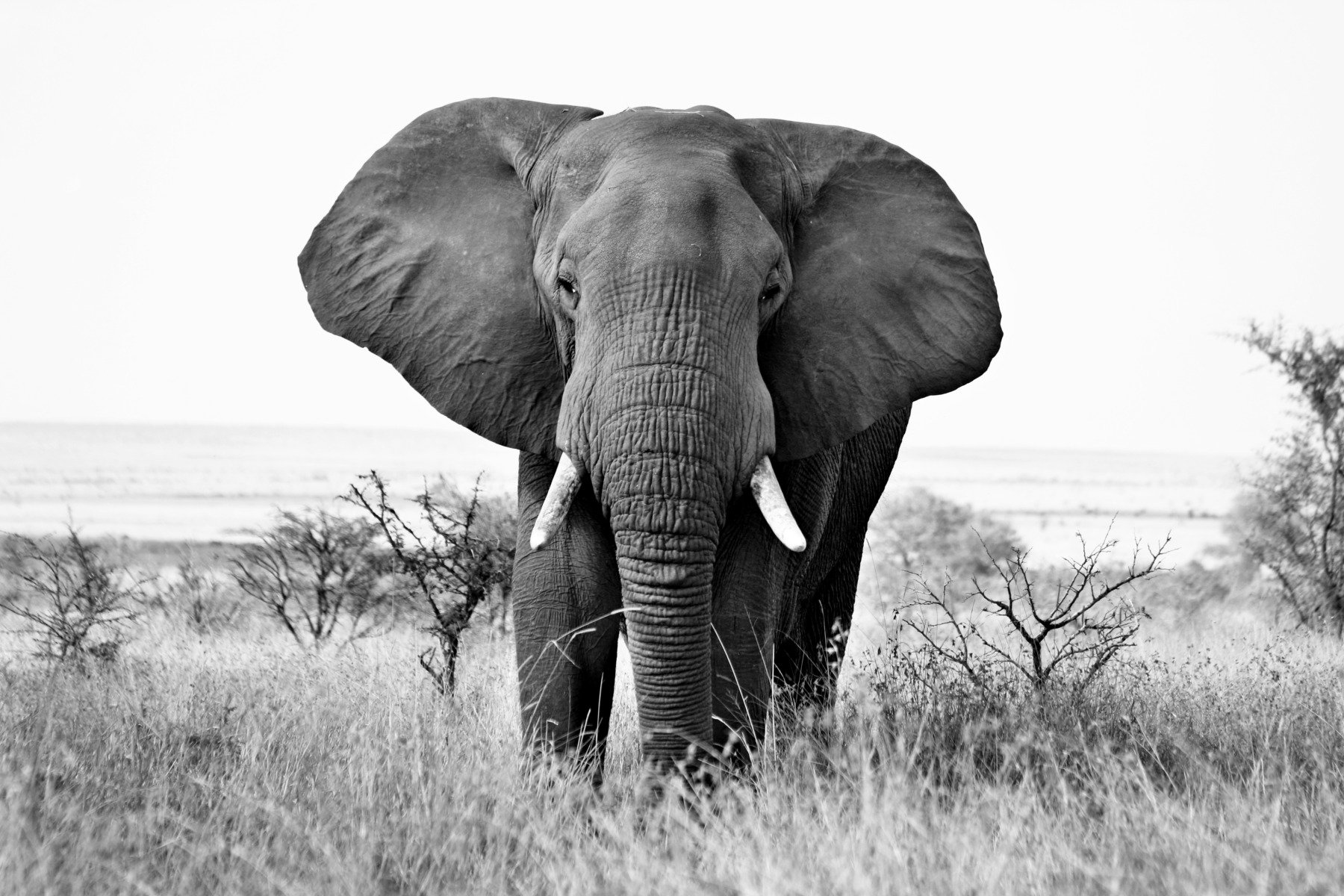 Destinul tragic și izolat al singurului elefant african din Delhiea noastră”