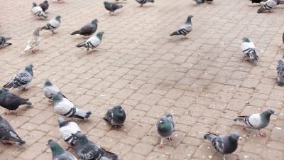Primăria Sectorului 6: „Evitați să hrăniți porumbeii”. Costurile de curățenie generate de păsări devin excesiv de ridicate
