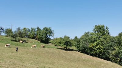 Imagini și filmări: Un sat din Maramureș unde natura influențează viața de zi cu zi – case răspândite pe dealuri, alimente din gospodărie și povești în jurul vetreiea noastră”