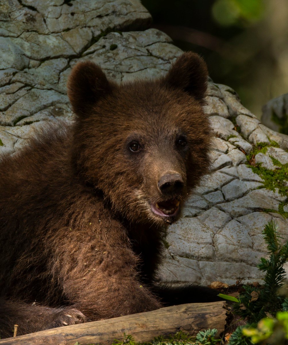 Alerte RO-Alert emise în două orașe din județul Dâmbovița din cauza apariției unor urșiea noastră”