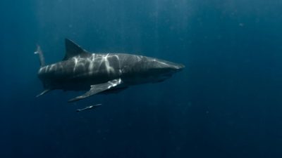 Mai multe plaje din Sydney închise după incidentul în care un surfer a fost atacat și ucis de un rechin de dimensiuni mariea noastră”