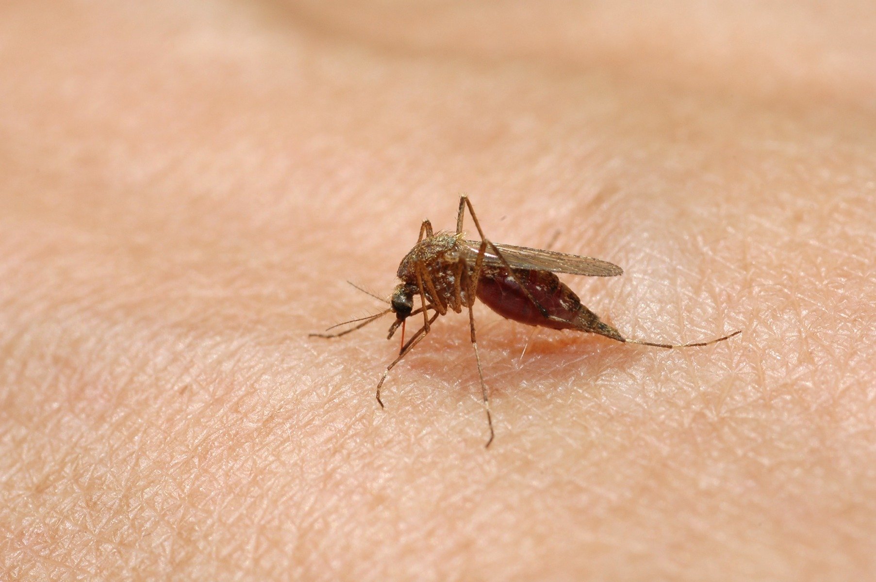 35 de cazuri de infecție cu virusul West Nile raportate în România din iunie; riscurile ignorării tratamentului pot fi fataleea noastră”
