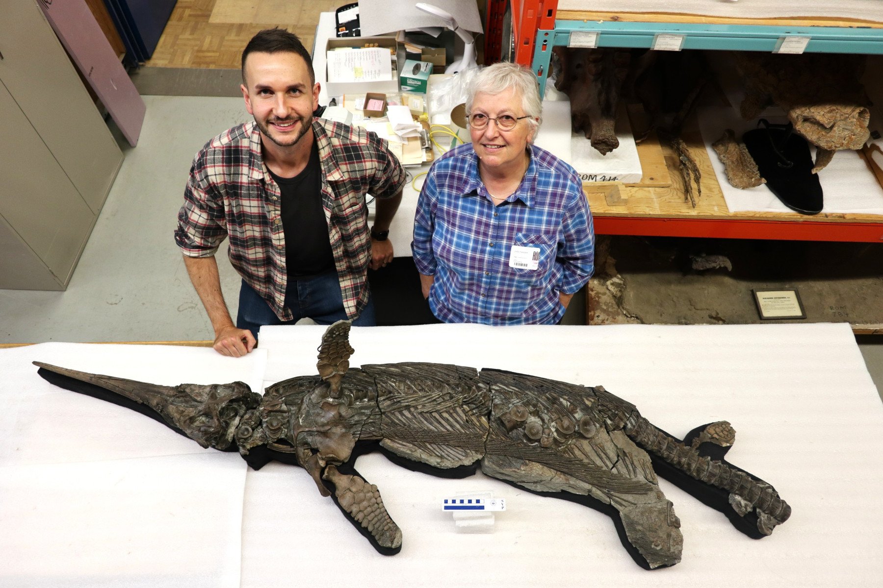 Noua specie de reptilă marină preistorică, numită „Dragonul-sabie”, descoperită de cercetătorii de la Universitatea din Manchester; are dimensiunea unui delfinea noastră”