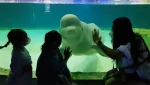Parc acvatic din Canada amenință că va eutanasia a 30 de balene dacă nu primește fonduri de urgență de la guvern până la sfârșitul zilei de marțiea noastră”