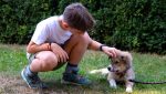 ASPA | Data ultimului târg de adopții în aer liber din acest an