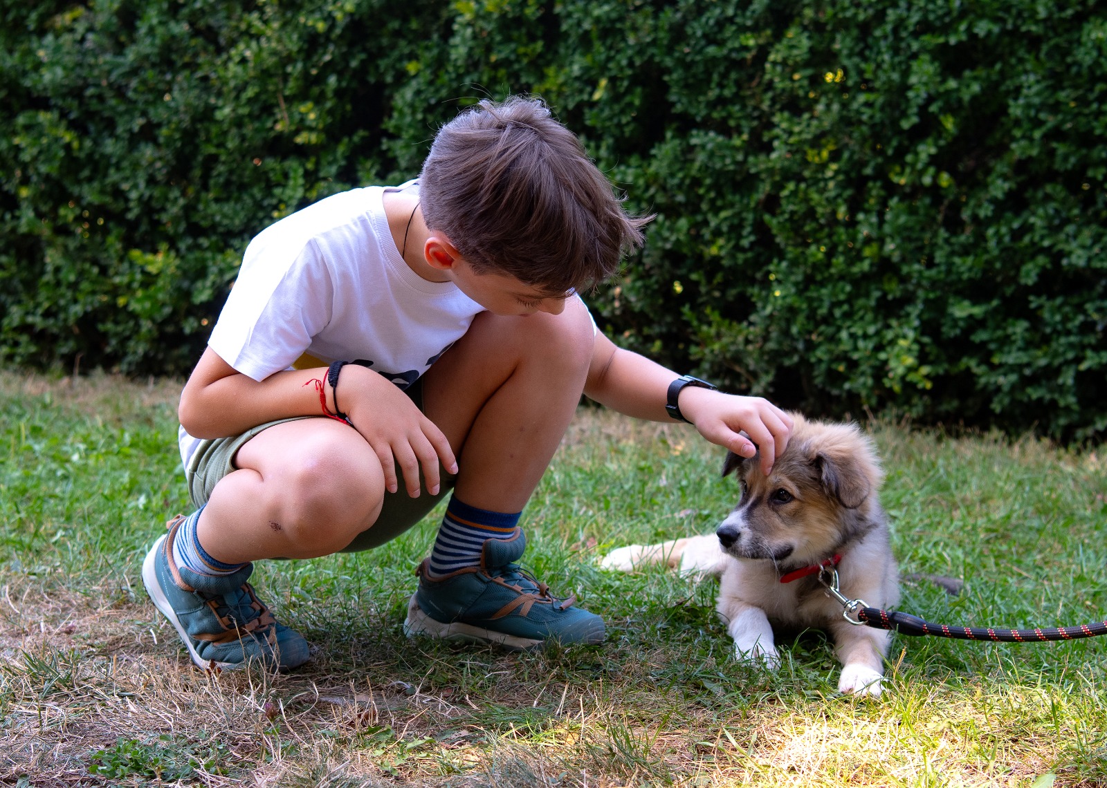 ASPA | Data ultimului târg de adopții în aer liber din acest an