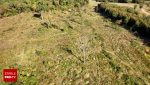 Pădure de stejar antică, cu peste 300 de ani vechime, tăiată ilegal în Brașov: “Doar urzici și iarbă”ea noastră”