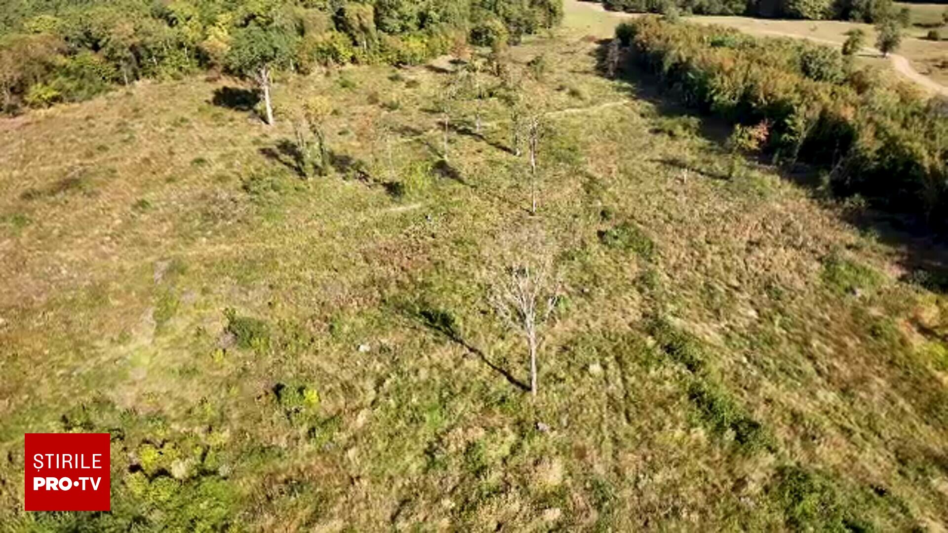 Pădure de stejar antică, cu peste 300 de ani vechime, tăiată ilegal în Brașov: “Doar urzici și iarbă”ea noastră”