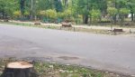 Vlad Gheorghe urmează să înainteze o reclamație penală în urma defrișării stejarilor din Parcul Herăstrău.