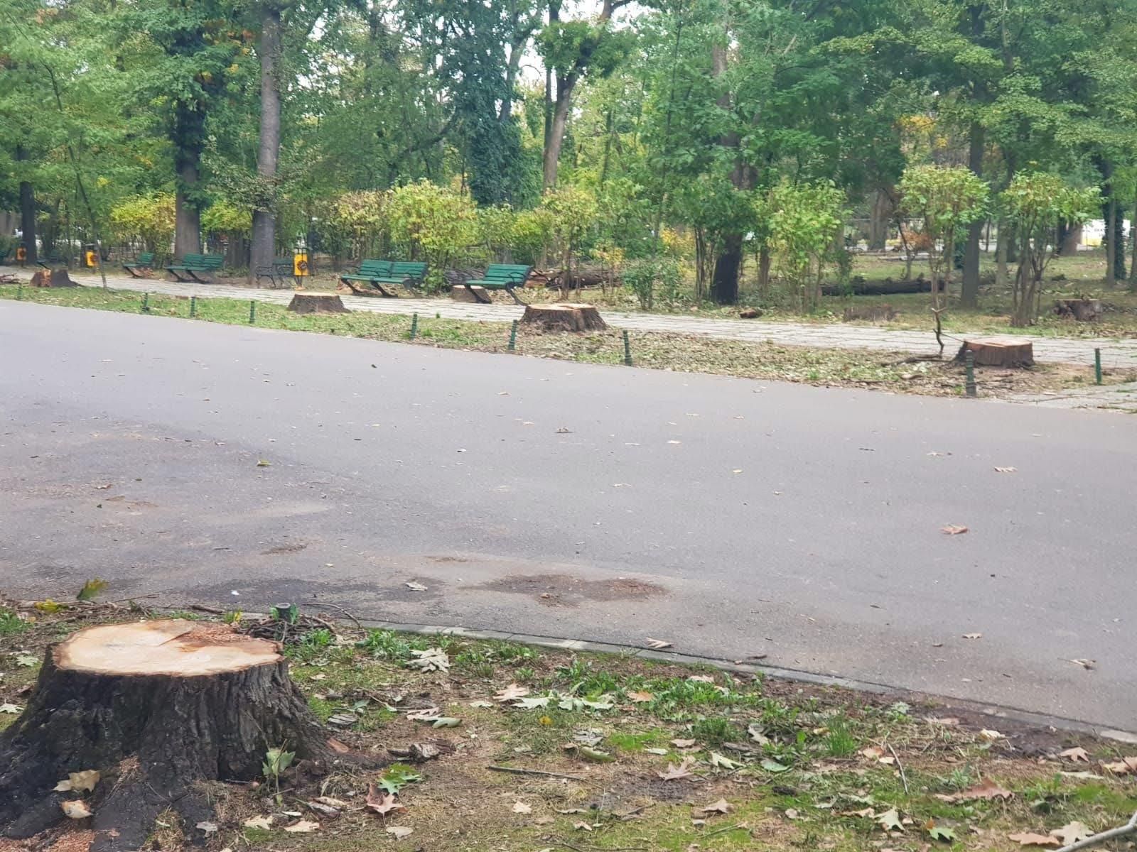 Vlad Gheorghe urmează să înainteze o reclamație penală în urma defrișării stejarilor din Parcul Herăstrău.