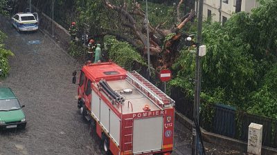 Primarul Sectorului 6 explică motivul pentru care numeroși copaci dispar din București: au frunze numeroase, sunt grei, iar solul este moale – rădăcinile nu se dezvoltă suficient în mediul urbanea noastră”