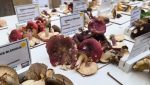Videoclip | Expoziție cu ciuperci de toamnă, prezentare a speciiilor comestibile, otrăvitoare și mortale, și alte delicii sezoniere într-un orășel montan din Pirineiea noastră”