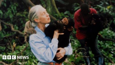 Titlul reformulat: “Expertă în cimpanzei și activistă pentru drepturile animalelor, Jane Goodall, a încetat din viață la vârsta de 91 de ani – urmăriți știrile în direct”