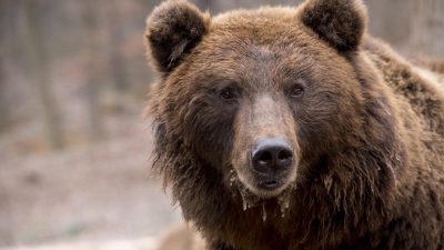 Nou înființat, partidul NOA avertizează asupra riscului ca proiectul de simplificare a regulilor pentru uciderea ursilor în zonele urbane să transforme aceste animale în ținte pentru vânătoriea noastră”