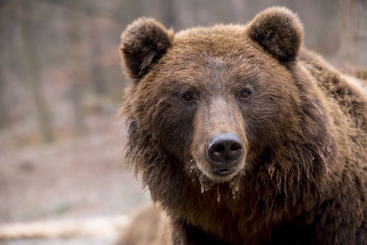 Nou înființat, partidul NOA avertizează asupra riscului ca proiectul de simplificare a regulilor pentru uciderea ursilor în zonele urbane să transforme aceste animale în ținte pentru vânătoriea noastră”