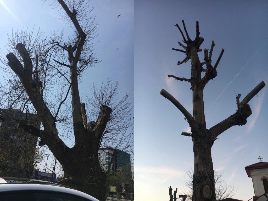 Autoritățile locale din sectoare au obținut autorizare pentru tăierea arborilor fără a mai fi nevoie de avizul Direcției de Mediu. Cine a susținut această decizie și a votat în favoarea reducerii sancțiunilor pentru tăierile ilegale de copaci