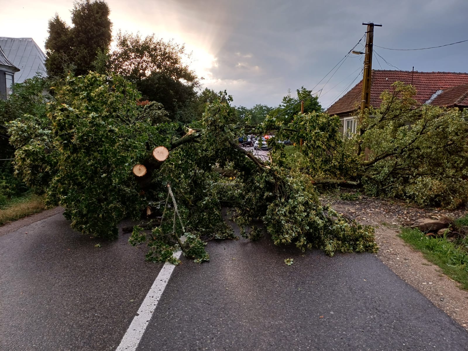 Intervenții ale pompierilor din București din cauza condițiilor meteo: copaci și elemente de construcție instabile, crengi pe drumurile circulabileea noastră”
