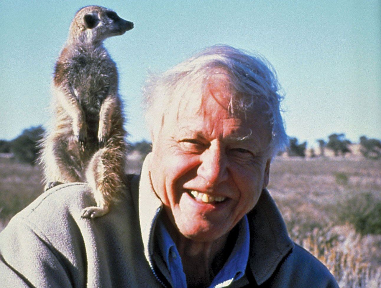 David Attenborough, în vârstă de 99 de ani, cel mai în vârstă laureat al premiului Daytime Emmy, a realizat un documentar pentru Netflix despre o haită de maimuțe din jungla din Sumatraea noastră”