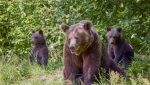 Un om a fost ucis într-un incident recent suspectat a fi cauzat de un urs în Japonia / Dispariție după ce a plecat să adune ciuperci în pădureea noastră”