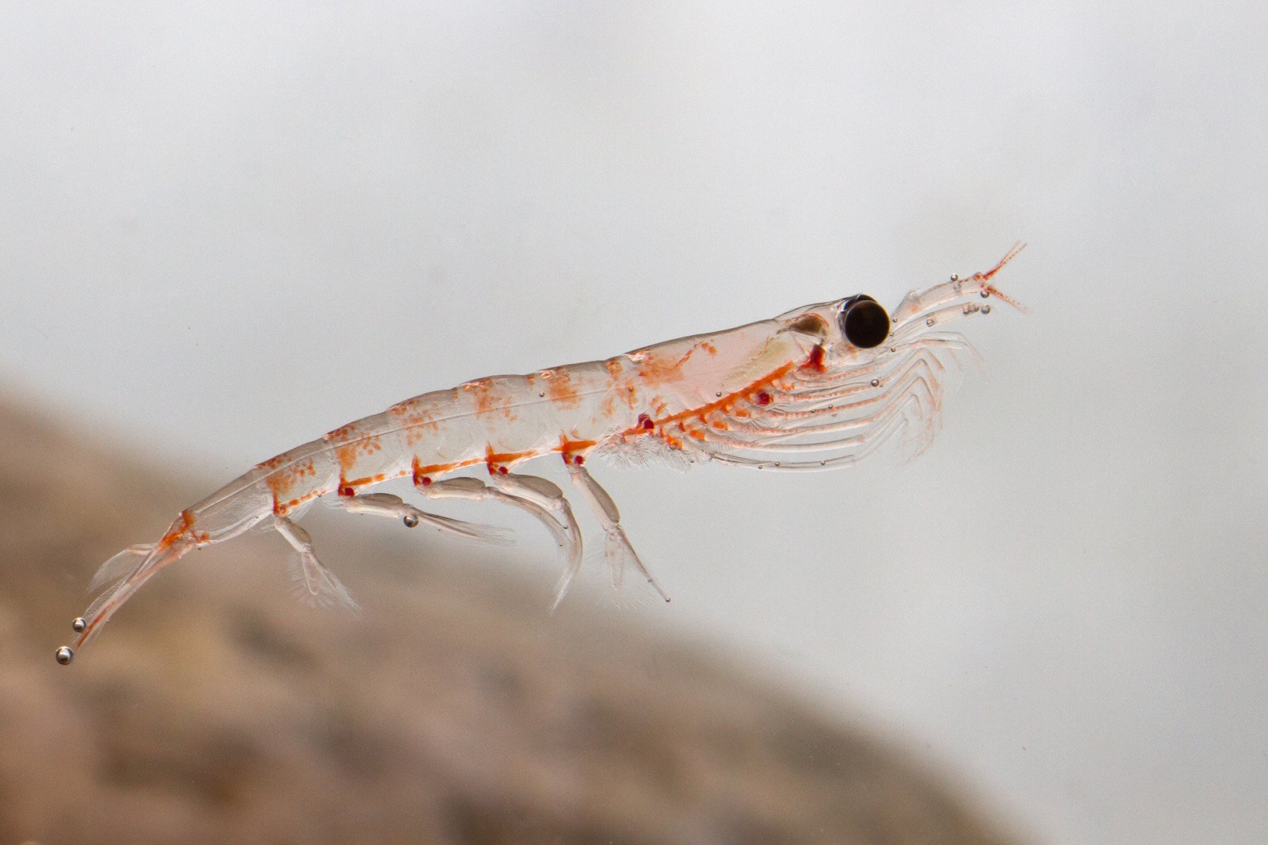Krillul antarctic respinge hrana contaminată cu microplastice, conform unui studiu australian despre rolul său în ecosistemele marine și ciclul carbonuluiea noastră”